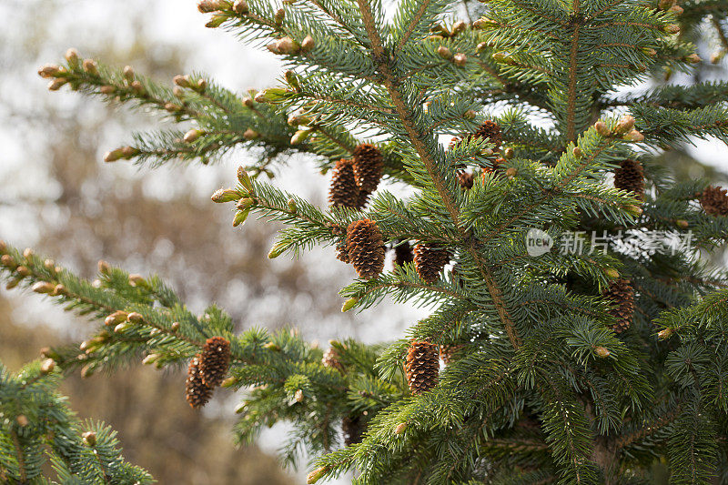 Jezo云杉(Picea jezoensis)